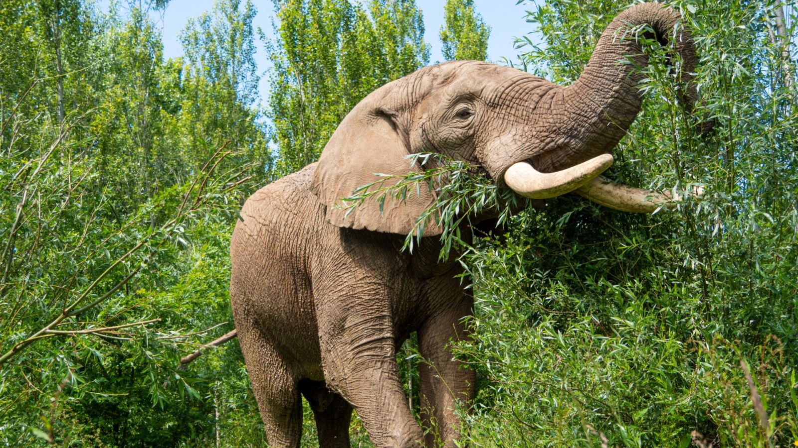 Shaka eating willow within the forest for the first time.